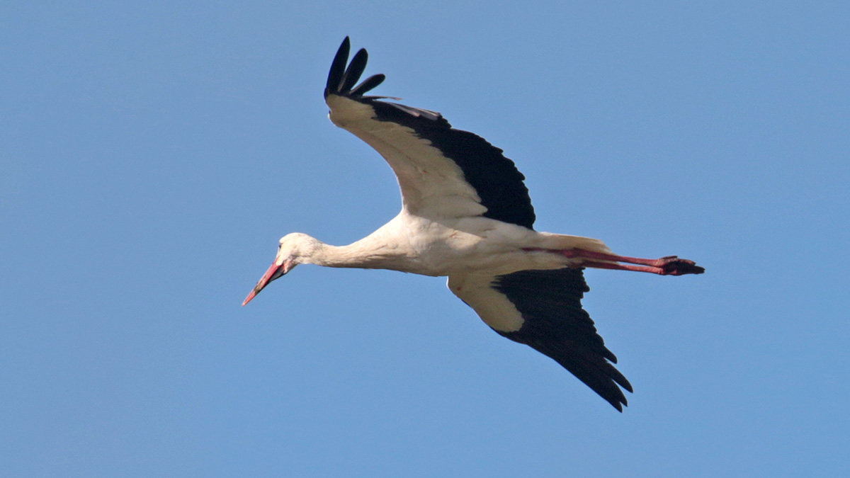 Extremadura - ooievaar